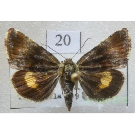 Panemeria tenebrata (Scopoli, 1763) Czech20
